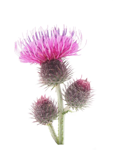 Bardana (Arctium lappa) sobre fondo blanco — Foto de Stock