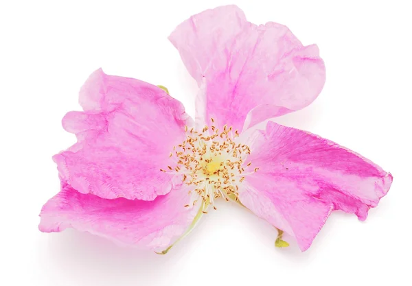 Flor de rosa salvaje sobre un fondo blanco — Foto de Stock