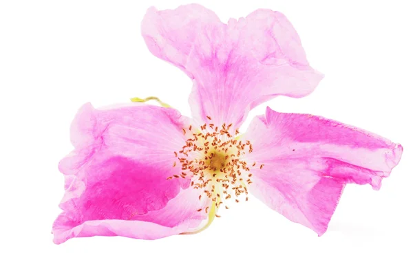 Wild rose flower on a white background — Stock Photo, Image