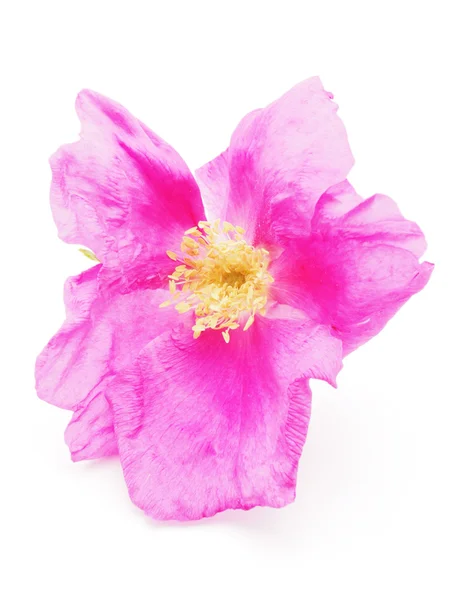 Wild rose flower on a white background — Stock Photo, Image