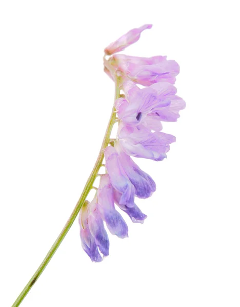 Pisello di topo, Vicia cracca — Foto Stock