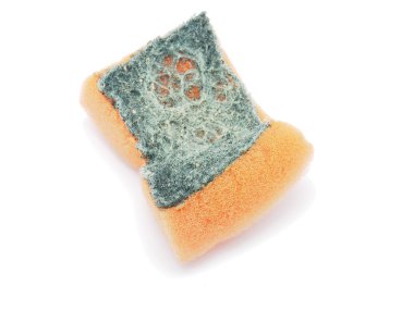 Beyaz arka plan üzerinde izole sünger