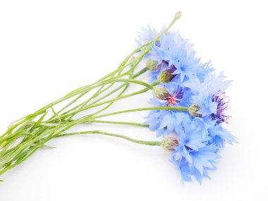 Beyaz arkaplanda çiçekler