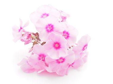 beyaz zemin üzerinde pembe phlox