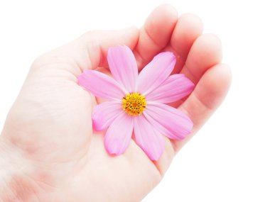 kosmeya çiçek beyaz zemin üzerine