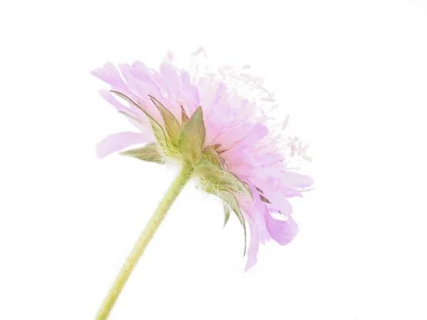 Knautia çiçek beyaz zemin üzerine — Stok fotoğraf