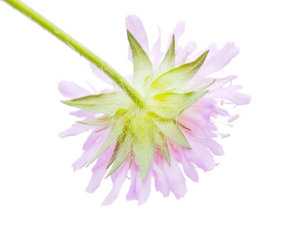 Knautia flor sobre um fundo branco — Fotografia de Stock