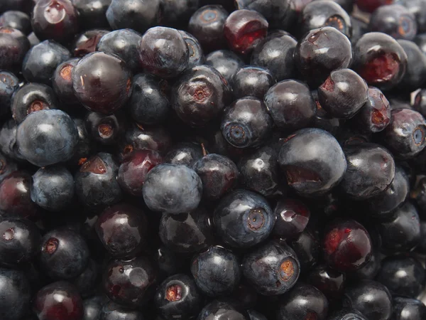 Blueberries — Stock Photo, Image