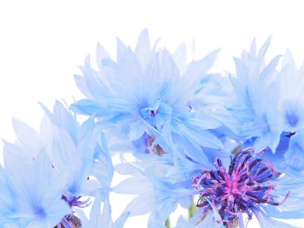 Cornflowers on a white background — Stock Photo, Image