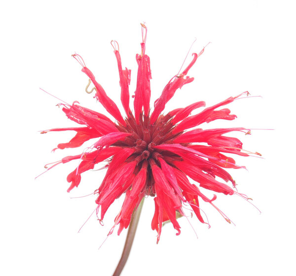 Bergamot flower on a white background