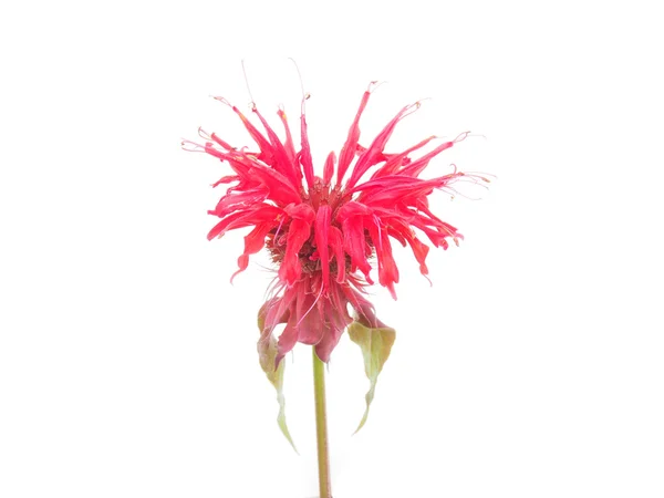 Flor de Bergamota sobre fondo blanco —  Fotos de Stock