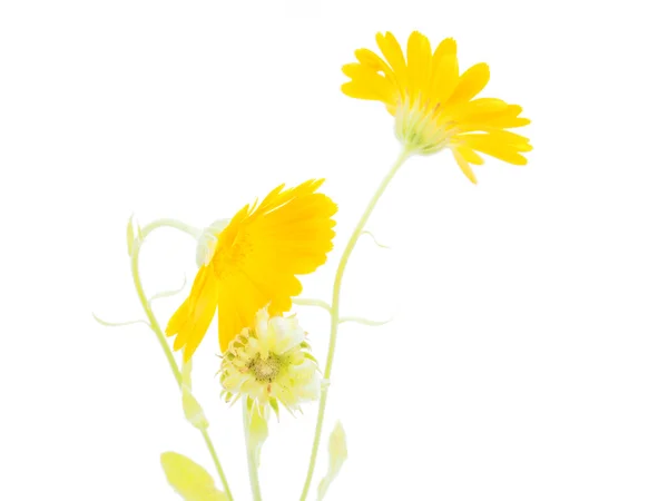 Calendula virág, fehér alapon — Stock Fotó