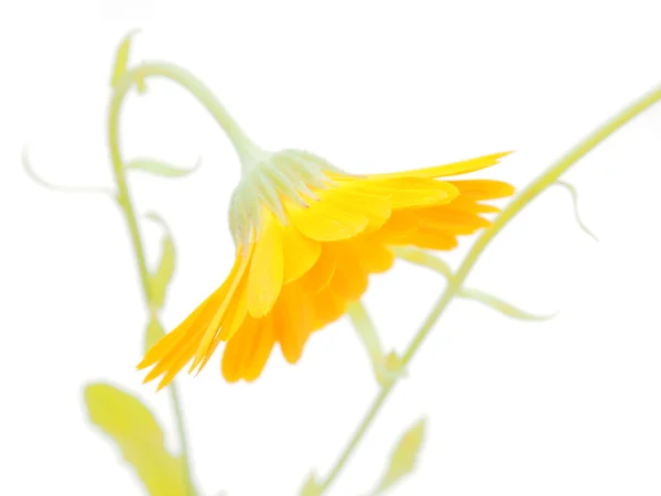 在白色背景上的金盏花花卉 — 图库照片