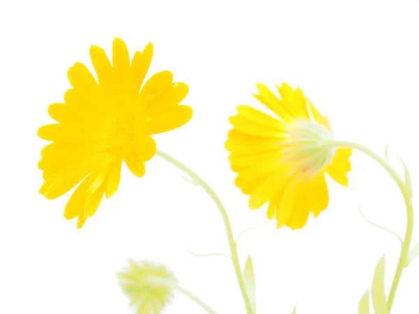 Beyaz zemin üzerine Calendula çiçek — Stok fotoğraf