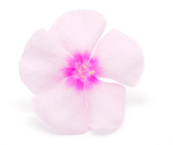 Pink phlox on a white background — Stock Photo, Image