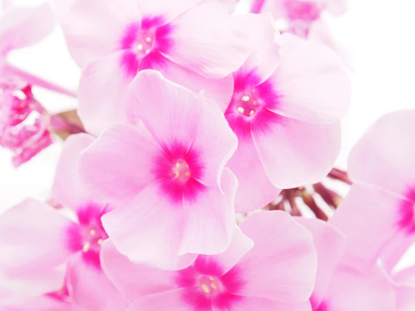 Růžový phlox na bílém pozadí — Stock fotografie
