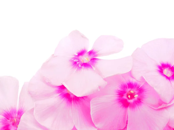 Pink phlox on a white background — Stock Photo, Image