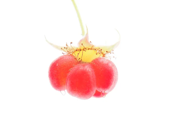 Raspberries on white background — Stock Photo, Image