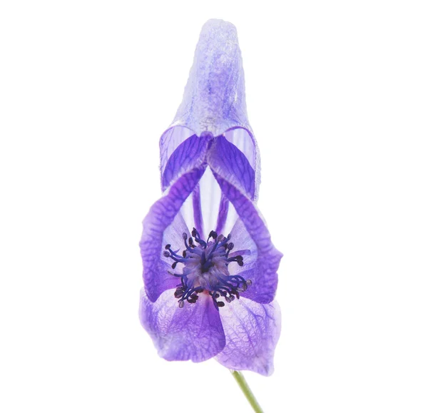 Aconitum napellus na bílém pozadí — Stock fotografie