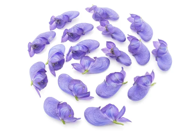 Aconitum napellus sobre fundo branco — Fotografia de Stock