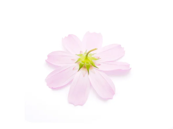 Flor kosmeya sobre un fondo blanco —  Fotos de Stock