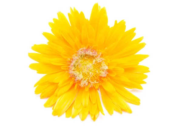 Beyaz arkaplanda kadife çiçeği — Stok fotoğraf