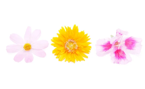 Bouquet of flowers on a white background — Stock Photo, Image