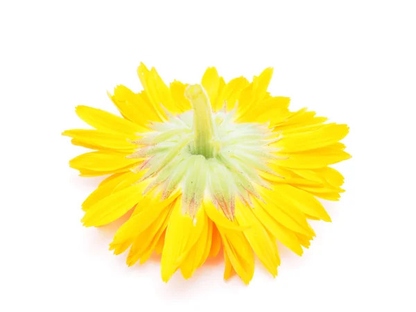 Beyaz arkaplanda kadife çiçeği — Stok fotoğraf