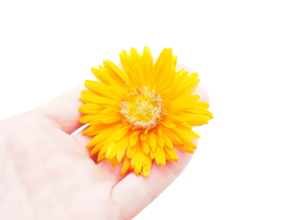 Marigold flower on a white background — Stock Photo, Image