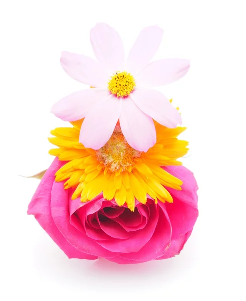 Beyaz arka planda bir buket çiçek — Stok fotoğraf