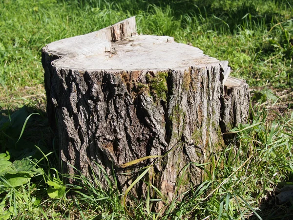 Freshly sawed big fir tree stump in spring forest 
