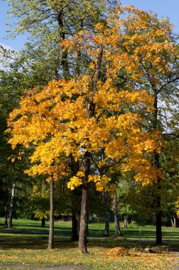Sonbaharda park et.