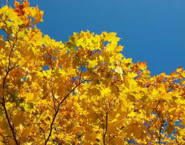 Sonbaharda akçaağaç Park