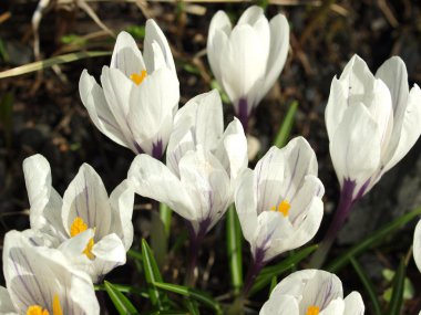 su damlaları ile beyaz Çiğdem