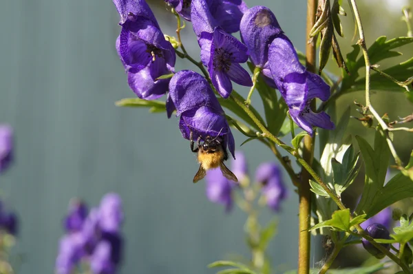 Abeja en una flor — Foto de Stock