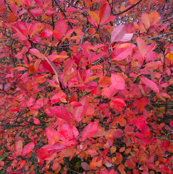Folhas vermelhas de chokeberry — Fotografia de Stock
