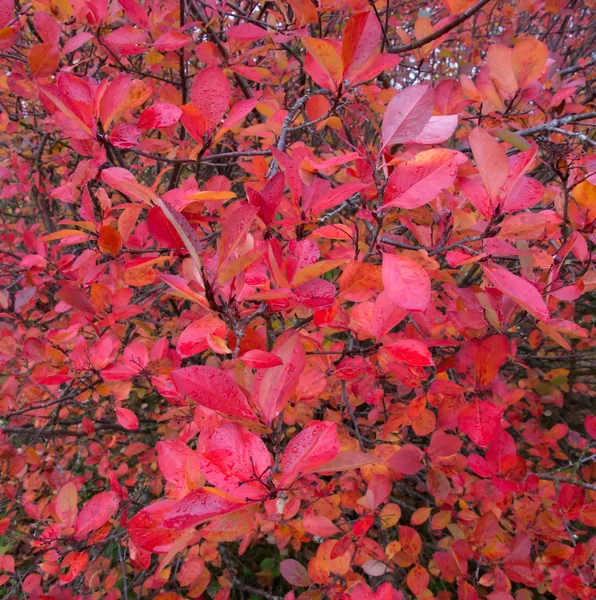 Hojas de chokeberry rojo — Foto de Stock