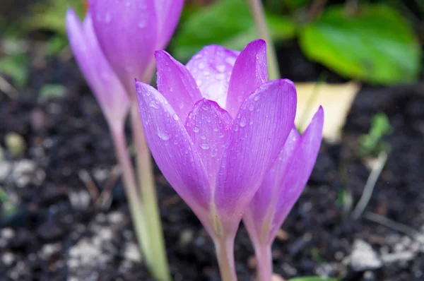 Krokus kwiat — Zdjęcie stockowe