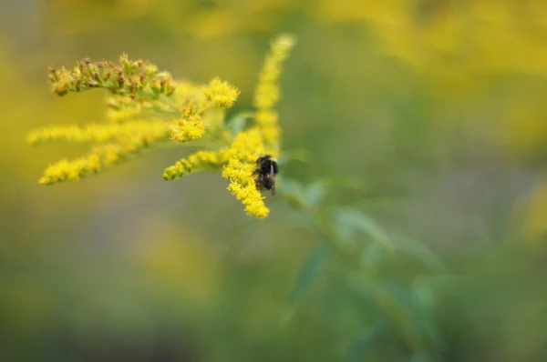 Flor silvestre de haste dourada — Fotografia de Stock