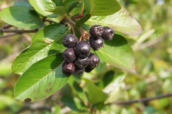 Black chokeberry — Stock Photo, Image