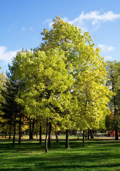 Parque en el otoño — Foto de Stock