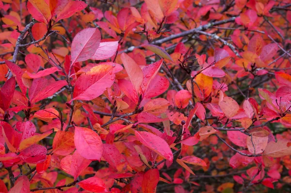 Hojas de chokeberry rojo — Foto de Stock