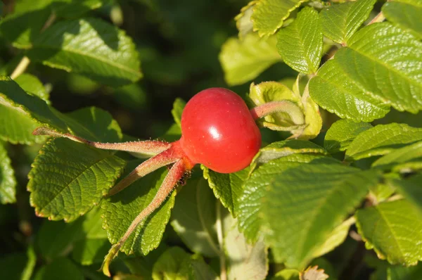 Fruits are ripe rose hips, sunlight — Stock Photo, Image