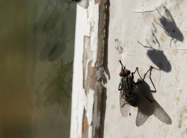 Insekt am Fenster — Stockfoto
