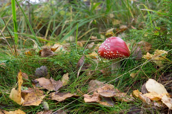 Amanita muscaria, — Foto de Stock