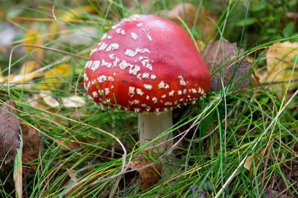 Amanita muskaria, — Zdjęcie stockowe