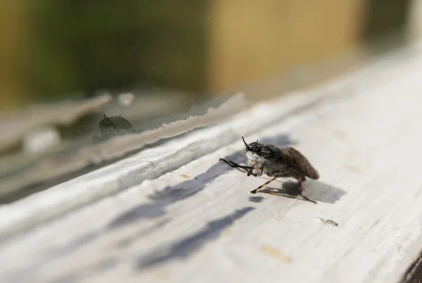 Insekt am Fenster — Stockfoto