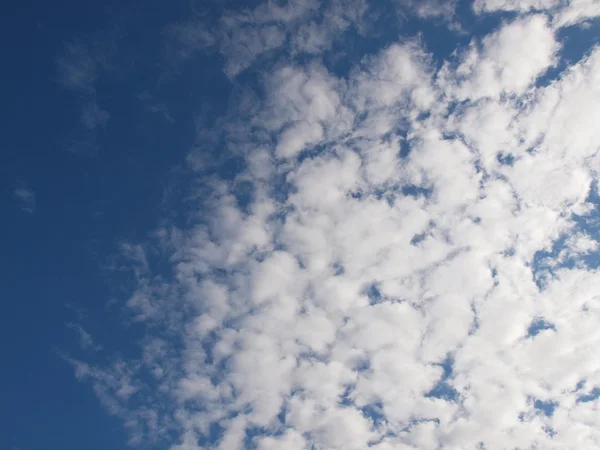 Mewa na niebie — Zdjęcie stockowe