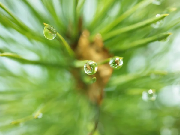 Pine needle with dewdrops in morning — Stock Photo, Image