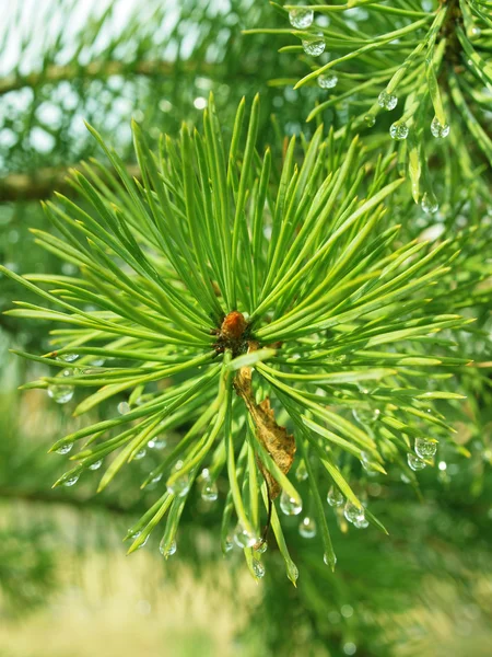 Pine needle with dewdrops in morning — Stock Photo, Image